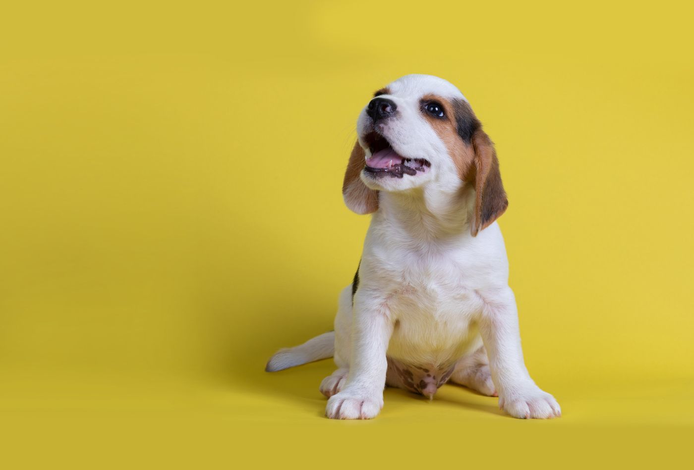 Twee beaglepuppy's naast elkaar, één met de tong uit de bek