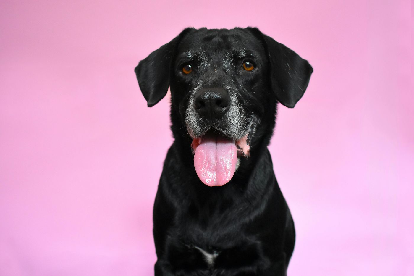 Hond loopt rustig mee aan een losse riem