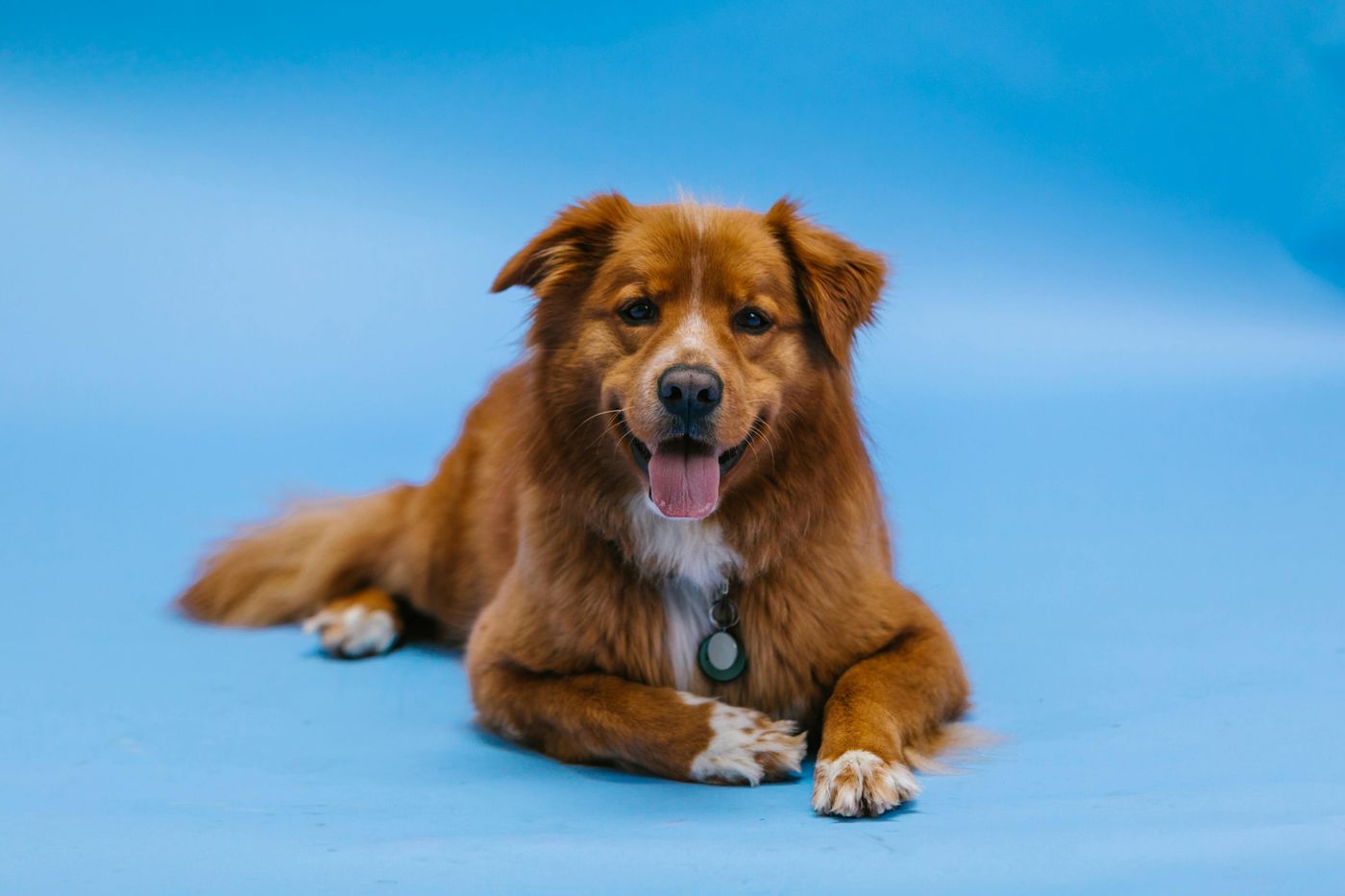 Baasje wandelt met een hond aan een losse riem
