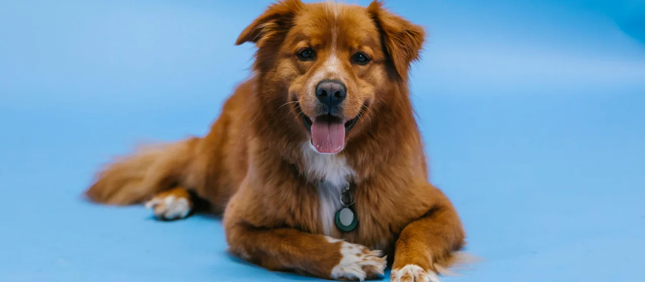 Een rode hond ligt ontspannen op een blauwe vloer