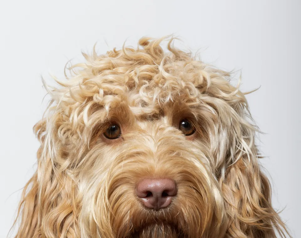 Een labradoodle kijkt in de camera