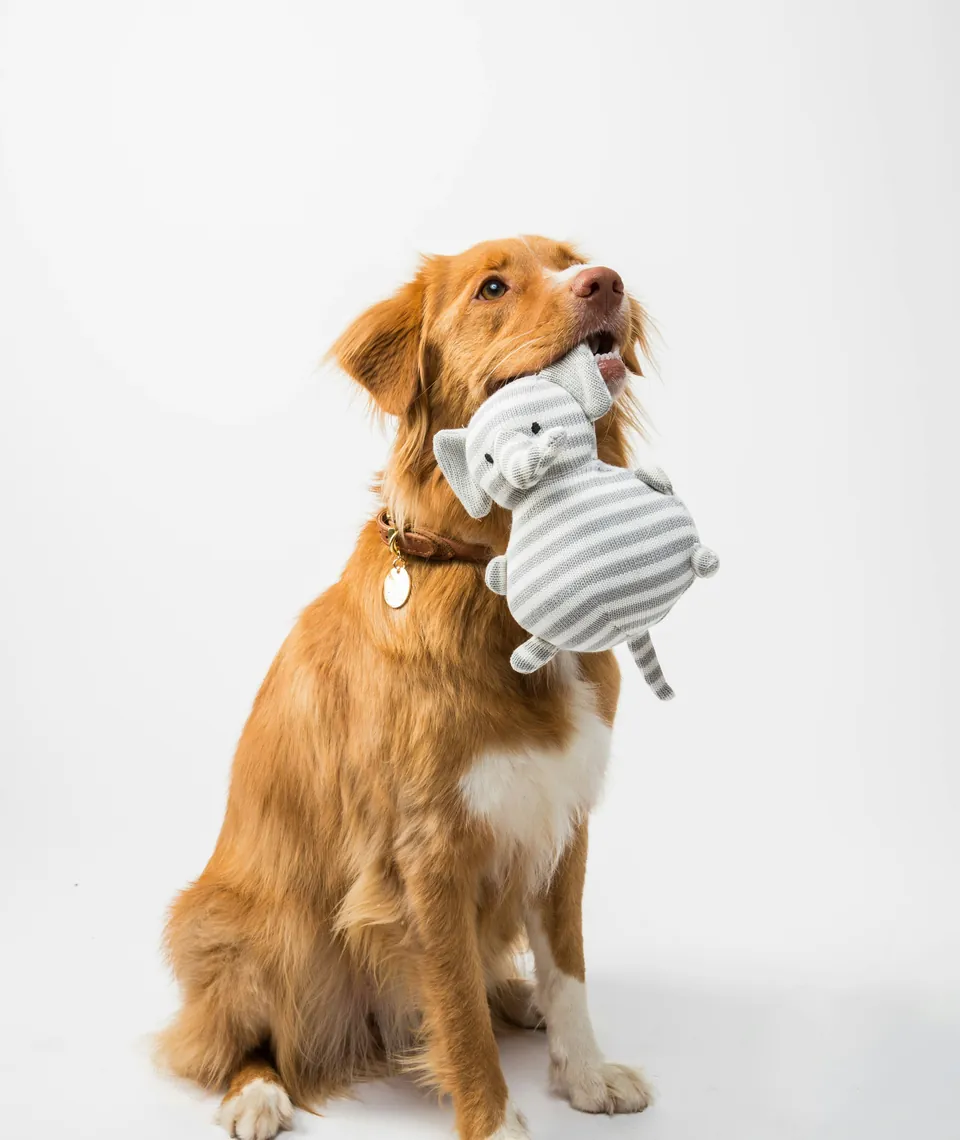 Een toller met een knuffel in de bek