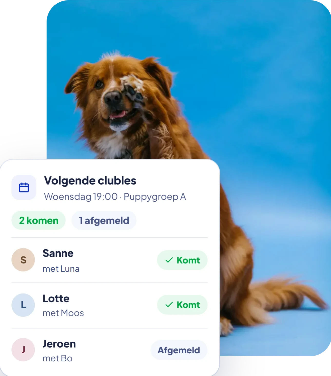 Een bruine hond zit rechtop voor een blauwe achtergrond. Ernaast een kaart uit het portaal: de volgende clubles, twee cursisten komen en één heeft zich afgemeld.